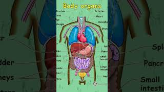 Digestive system anatomy exam special video RRR exam nursing [upl. by Nelag]