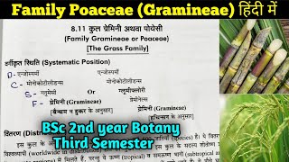 Family Poaceae in hindi  BSc 2nd year Botany third Semester [upl. by Salomie33]