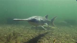 Paddlefish Anatomy of a Living Fossil [upl. by Larkin]