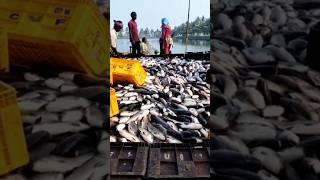 Macha chasa video  macha business  fish farming odisha [upl. by Ettellocin]