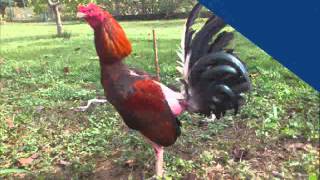 Gallos de Pelea Villa Cuara Yaracuy  PADROTES [upl. by Bael]