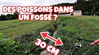 Pêche en ULTRALEGER dans un fossé  avec TIMFISH [upl. by Vinay954]