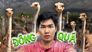 Quang BM  Bắt Gặp Bầy Đà Điểu Khổng Lồ  Seeing a Huge Flock of Ostriches [upl. by Joanna985]