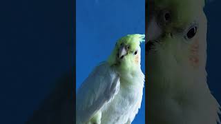 Cockatiel Whistle Singing cockatielsound cockatiel birds shorts ytshorts viralvideo rap [upl. by Nayk]