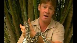 Steve Irwins Wildest Animal Encounters Part 1 [upl. by Mcintyre]