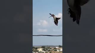 Couple of hummingbirds flying around together in the city [upl. by Stedt]