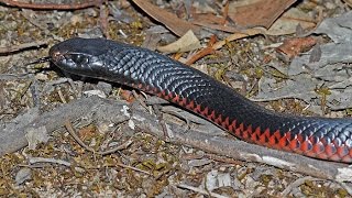 Red Bellied Black Snake hunting [upl. by Mcilroy614]