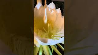 Dragon Fruit Flower POWER Hand Pollination for Bigger Fruit dragonfruit handpollination shorts [upl. by Lewak]