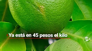 ¡El kilo del limón ya alcanzó los 45 pesos El alza se debe a la violencia en Michoacán [upl. by Arerrac]