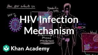 How HIV infects us Mucous membranes dendritic cells and lymph nodes  Khan Academy [upl. by Niledam]