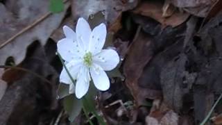 Rue Anemone Thalictrum thalictroides [upl. by Fraase783]