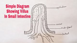 How To Draw Diagram of Villus in small intestine [upl. by Etnaled]