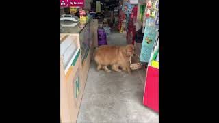 Golden retriever takes puppy for a walk in supermarket😂 [upl. by Htebzil]