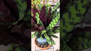 UPDATE Rescued Calathea Lancifolia is thriving [upl. by Streeter]