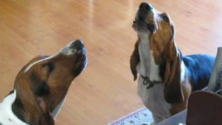 Basset Hounds Singing [upl. by Reisinger345]