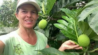 Breadfruit Tree Artocarpis altilis [upl. by Seftton945]