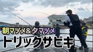 時間帯によって釣果に格段の違い‼️朝マヅメと夕マヅメのトリックサビキ【赤レンガ倉庫】 [upl. by Monto]