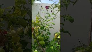 Purple allamanda plant flowers plants garden videos shorts trending viralvideo [upl. by Fara989]