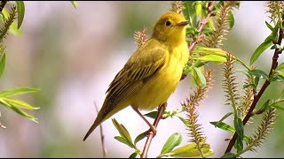 Oiseaux du Québec chants et cris 2 [upl. by Cain]