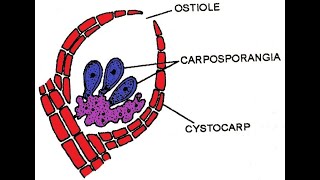 Polysiphonia Development of carposporophyte and tetrasporophyte I [upl. by Zetnahs382]