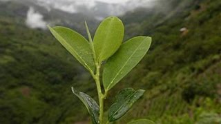 Coca y desarrollo Los potenciales de una planta estigmatizada [upl. by Yaakov]