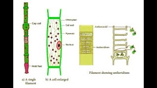 OEDOGONIUM THALLUS BSC Ist sem [upl. by Asia]