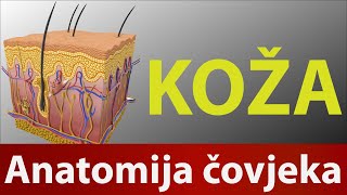 Anatomija i Fiziologija Koža Drn4 [upl. by Trofmoc]