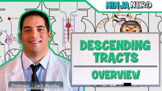 Neurology  Descending Tracts Overview [upl. by Hcelemile]