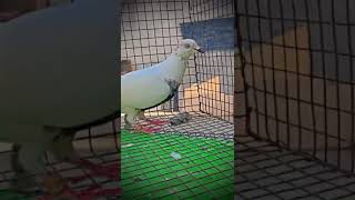 Kabootar bazi 🕊🕊 kabutar kabootarbazi pigeon kabootar pigeons kabotar livekabootarbazi [upl. by Derwood328]