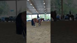 Hunter Under Saddle Explained shorts aqha quarterhorse hunterundersaddle horseshow [upl. by Cl]