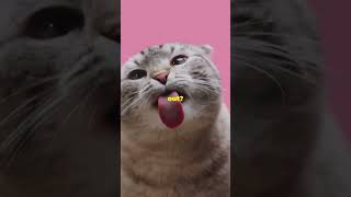 10 Surprising Reasons Your Cat Sticks Out Its Tongue [upl. by Nnov]