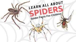 Spider Facts For Children  Learn Amazing Facts about Spiders [upl. by Elaina365]