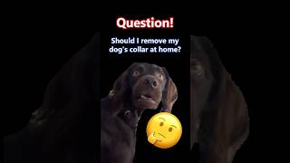 Home Collars for Dogs Yay or Nay dogcollar dogcaretips gracevetcentre gracevet fyp [upl. by Tjaden900]