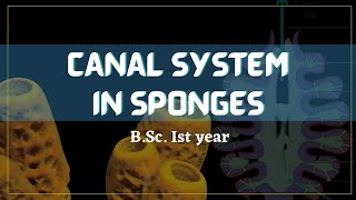 Porifera  Canal system  Zoology [upl. by Attiuqal4]