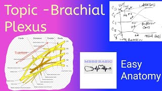 Topic Brachial PlexusAnatomy upper limbMBBS BASIC [upl. by Semadar169]