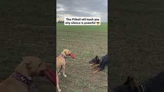 Pitbull Behavior Understanding Aggression in Pitbulls  Silence is the master key  Pitbull Video [upl. by Akel]