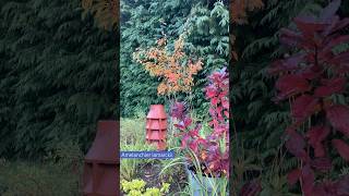 Nice splash of autumn colour from Amelanchier lamarckii [upl. by Bashemeth]