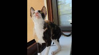 Cornish Rex cat Harmony So beautiful [upl. by Enel]