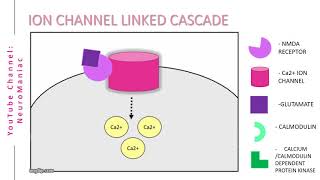 NEUROSCIENCE  SIGNAL TRANSDUCTION CASCADE WITH EXAMPLES [upl. by Pelson676]