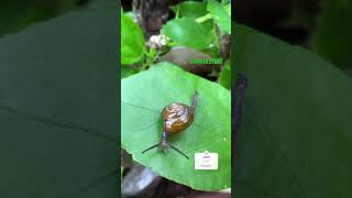 Cornu aspersum known by the common name garden snail nature [upl. by Kilby304]