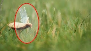 5 FAIRIES CAUGHT IN REAL LIFE 2018 [upl. by Sladen]