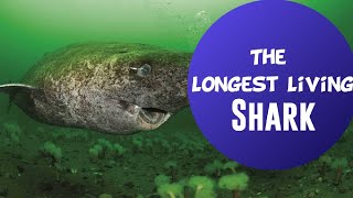 Greenland Shark  The longest Living Shark [upl. by Yllen]