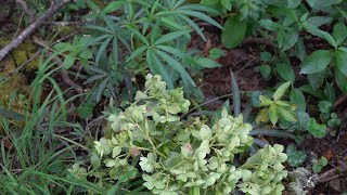 ¿Conoces la planta con la que se hacen las flechas venenosas 🏹 El eléboro 🏹 Helleborus foetidus [upl. by Willi]