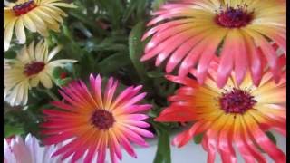 Ice plant Mesembryanthemum crystallinum [upl. by Widera]