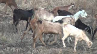 GOATS  NOT IN MUTTON SHOP  BUT HAPPILY ALIVE IN COMMUNITY AND NATURE [upl. by Lanuk838]