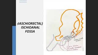 Ischiorectal fossa Foundation A [upl. by Ainirtak]