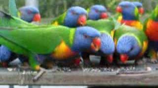 Rainbow Lorikeets  Feeding [upl. by Ssirk]