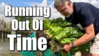 Its None Stop Flat Out go Go GO  Allotment Gardening With Tony [upl. by Volpe216]