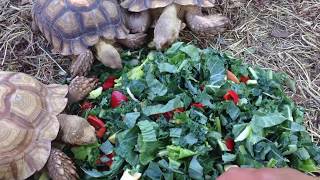 Sulcata Tortoise Care and Feeding [upl. by Ahs864]