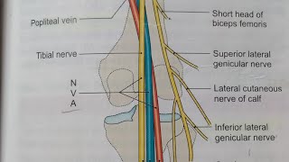 POPLITEAL FOSSANOTESBDCHAURASIALOWER LIMB ANATOMY [upl. by Cecelia474]